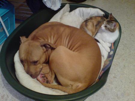 Albon et Chipie