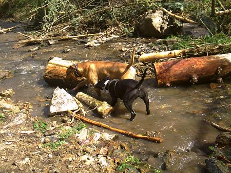 Albon et Blinky dan le ruisseau